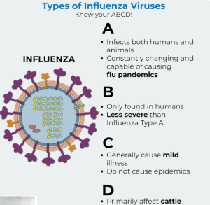 Các chữ cái trong virut cúm A, B, C ... là gì
