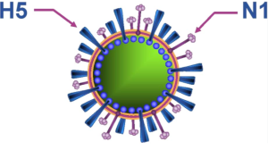 Virus H5N1 là gì