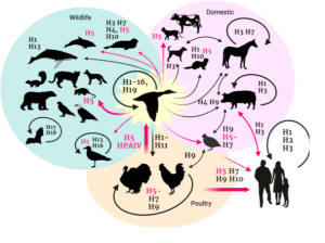 virus cúm gia cầm